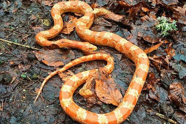 Schlangen in Inzlingen ausgesetzt: Klte wird zum Verhngnis