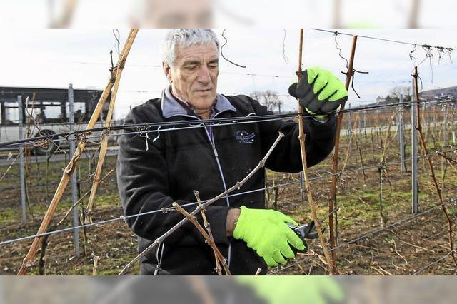 Winterliche Arbeit im Weinberg