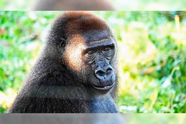 Warum sich ein Freiburger Verein für 250 Gorillas in Kamerun einsetzt