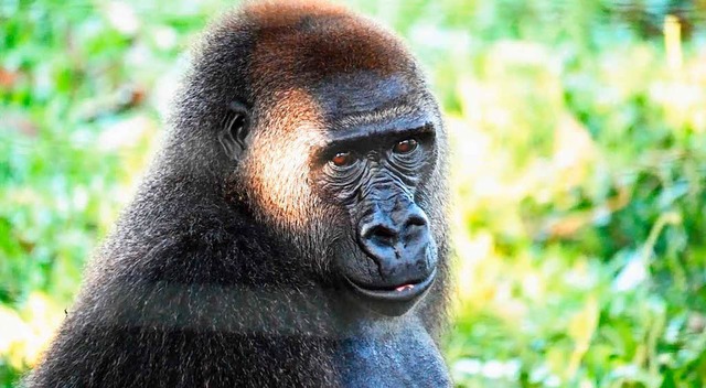 Ein Cross-River Gorilla &#8211; von seiner Art gibt es nur noch etwa 250.  | Foto: privat