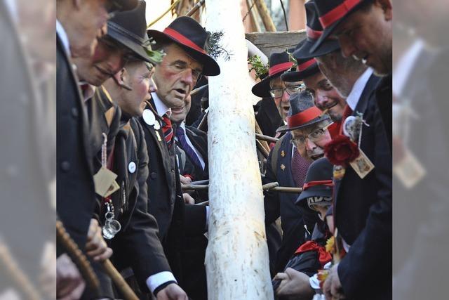 Narrenbaumstellen lutet heie Phases der Bad Sckinger Fasnacht ein