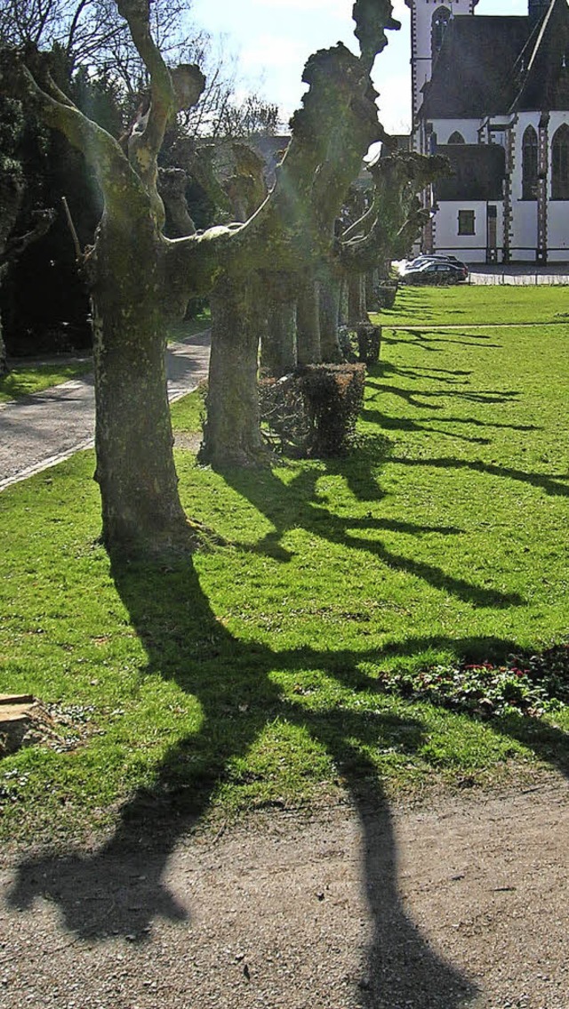 Die Platanen im Stadtgarten sind krank und werden sukzessive ausgetauscht.  | Foto: Jahn