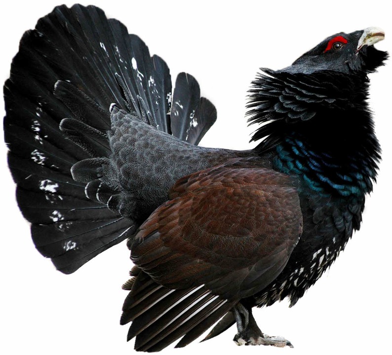 Das Auerwild ist bedroht.   | Foto: Edgar Schepul (Fotolia)