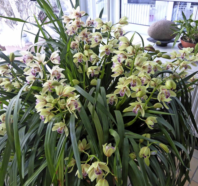 Diese prchtige Orchidee blht in Zell.   | Foto: privat