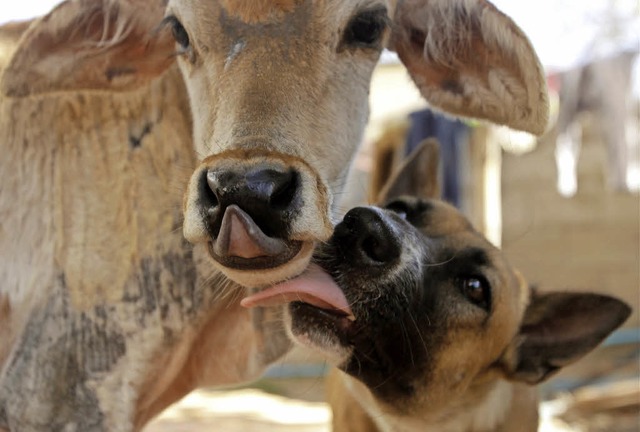 Frohe Kunde fr Tiere: Der Tierschutzv...nen jetzt als Ansprechpartner dienen.   | Foto: Heng Sinith(dpa)