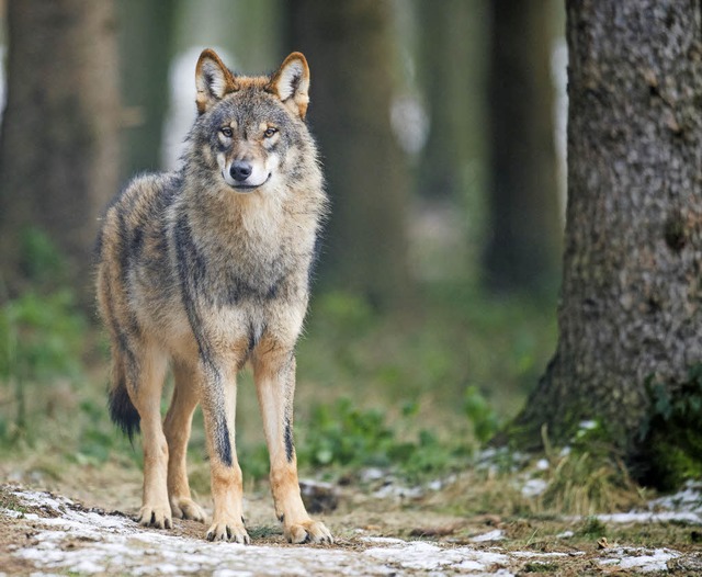 Ist der Wolf bald wieder im Schwarzwald heimisch?   | Foto: DPA