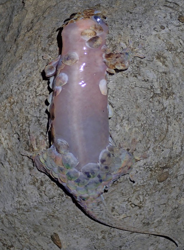 Fischschuppen-Gecko   | Foto: AFP