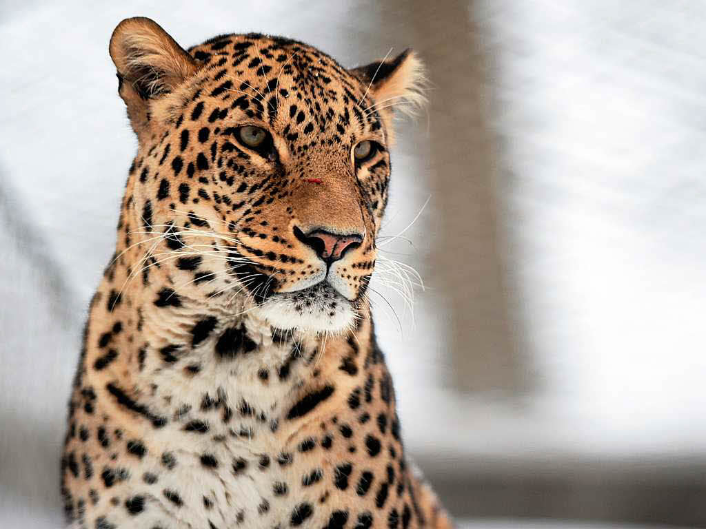 Dieser persische Leopard heit Sadegh und lebt im Tierpark Dhlhlzli  in Bern in der Schweiz.