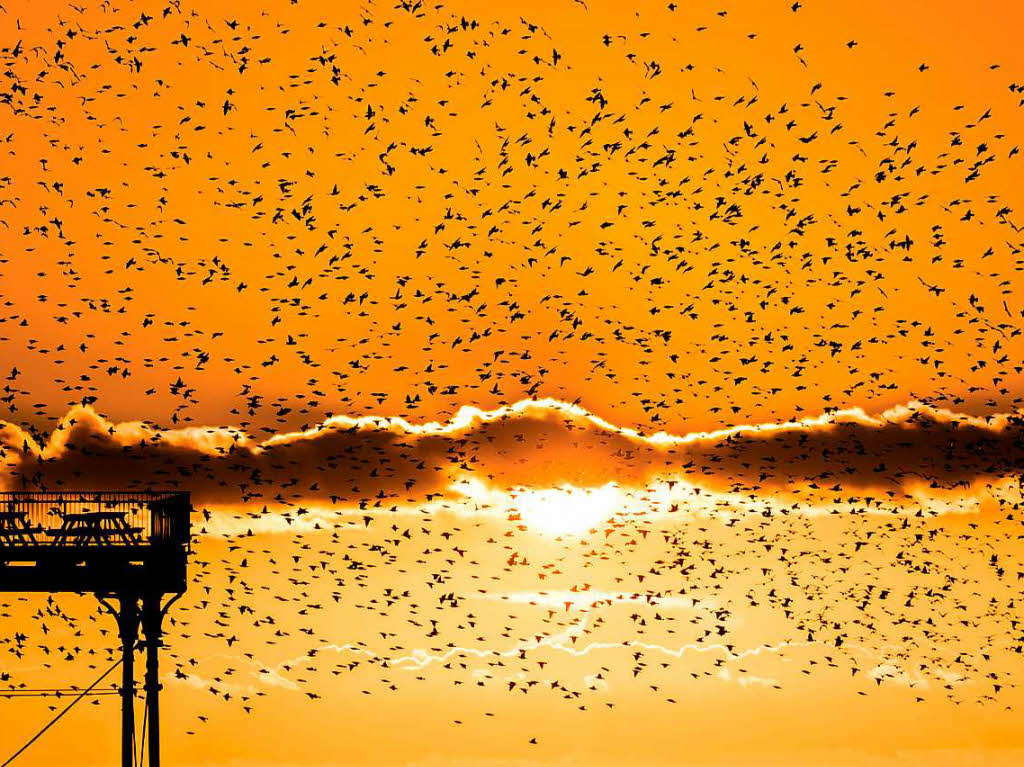 Ein Starenschwarm fliegt in den Sonnenuntergang an der Kste von Wales.