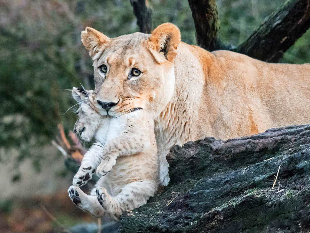 Ein Lwenjunges erkundet mit seiner Mutter zum ersten Mal sein Gehege im Basler Zoo.