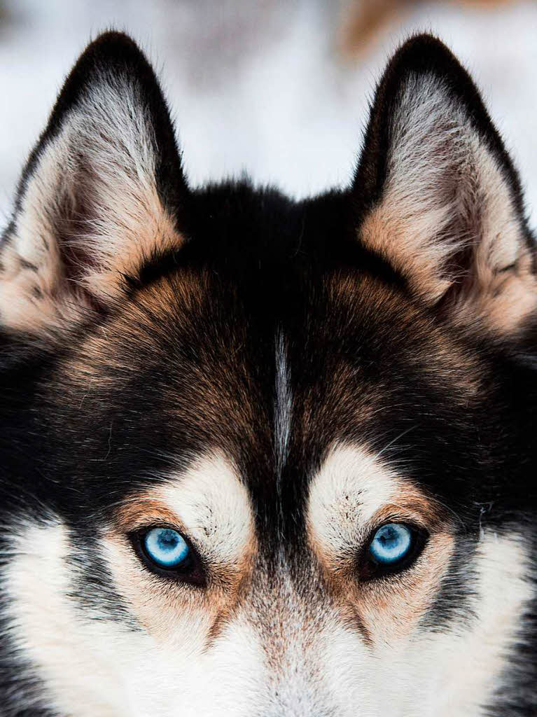 Ein sibirischer Husky beim Internationalen Hundeschlittenrennen  in Todmoos