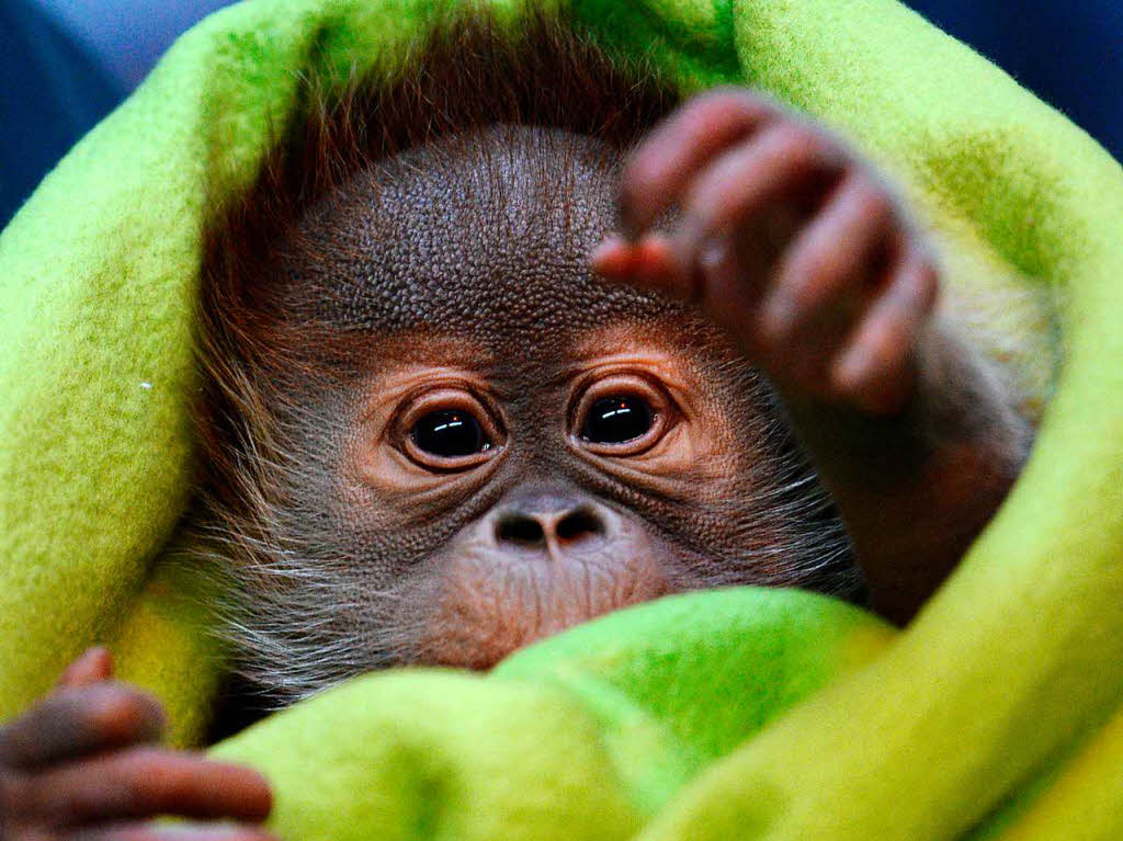 Rieke, ein neugeborenes Orang-Utan-Mdchen, im Zoo in Berlin bei einer Pressekonferenz