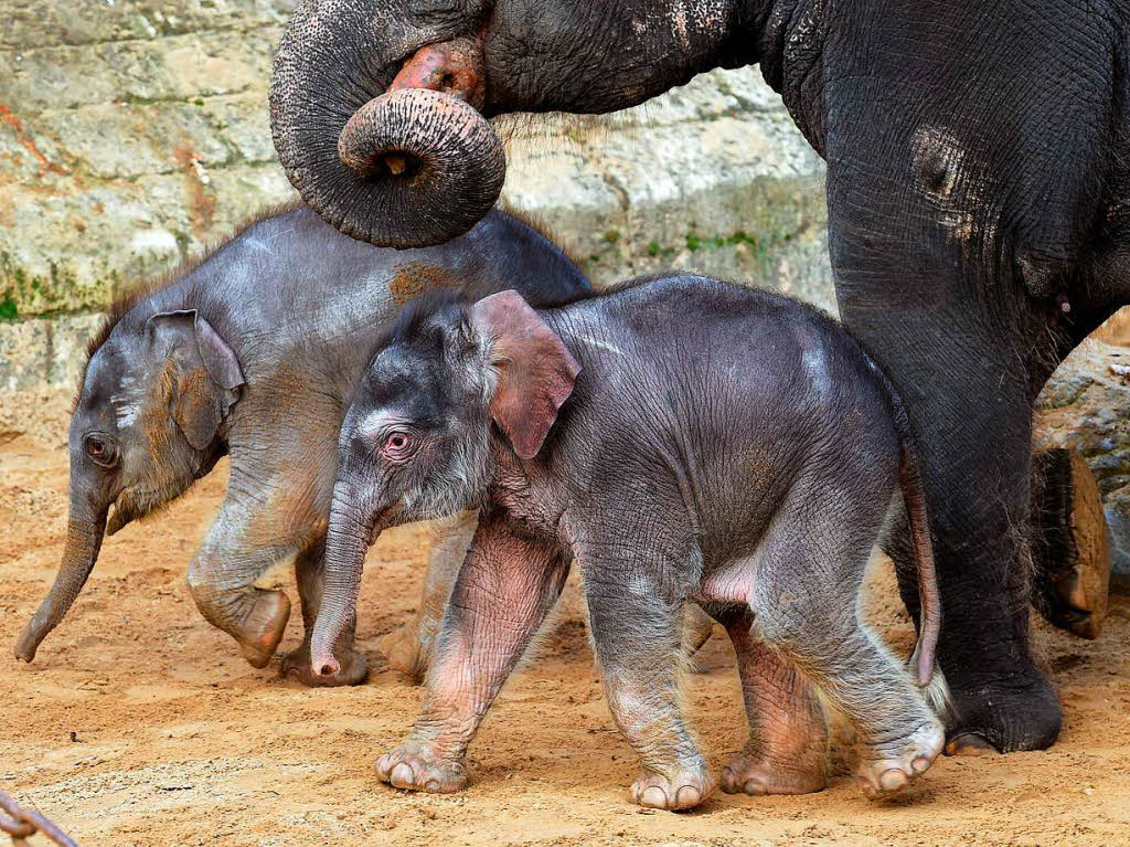 Elefantenmutter Manari und ihre Tochter „Muschen“ (vorn) mit einem weiteren Elefantenjungen im Erlebnis-Zoo Hannover