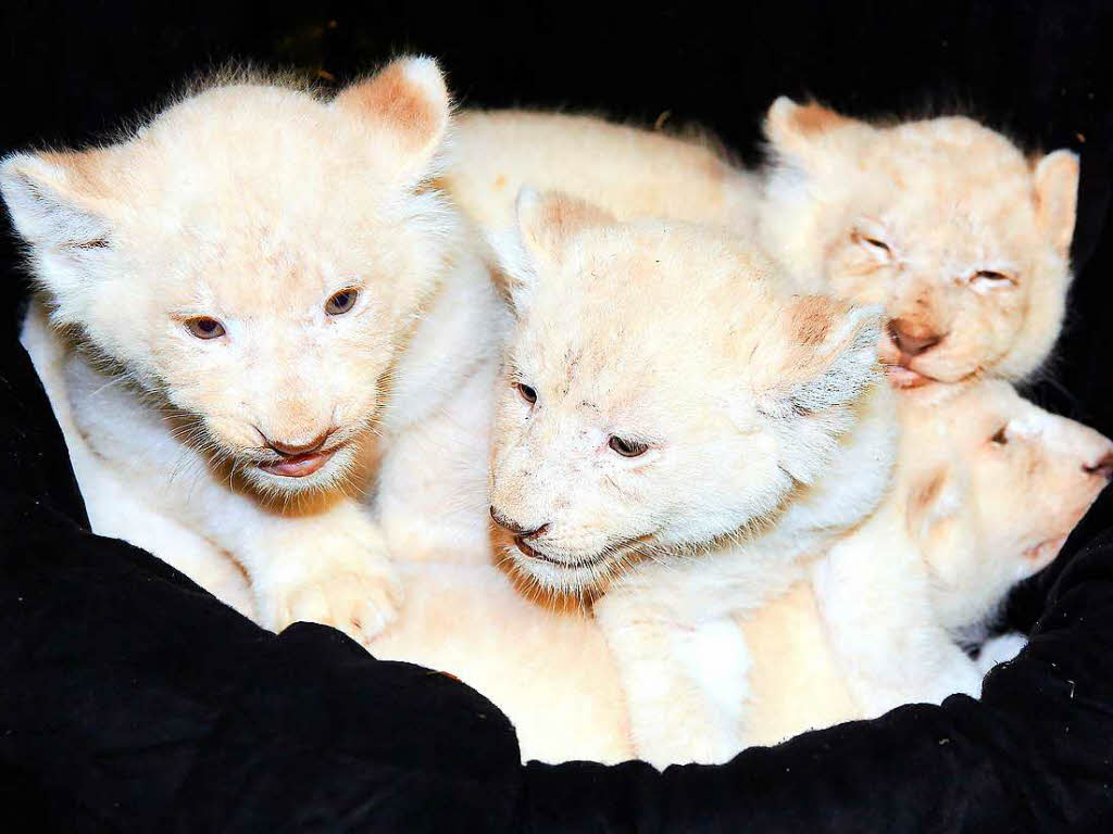 Vier weie Lwenbabys in einem Korb. Die munteren Jungkatzen leben im Zoo in Magdeburg.
