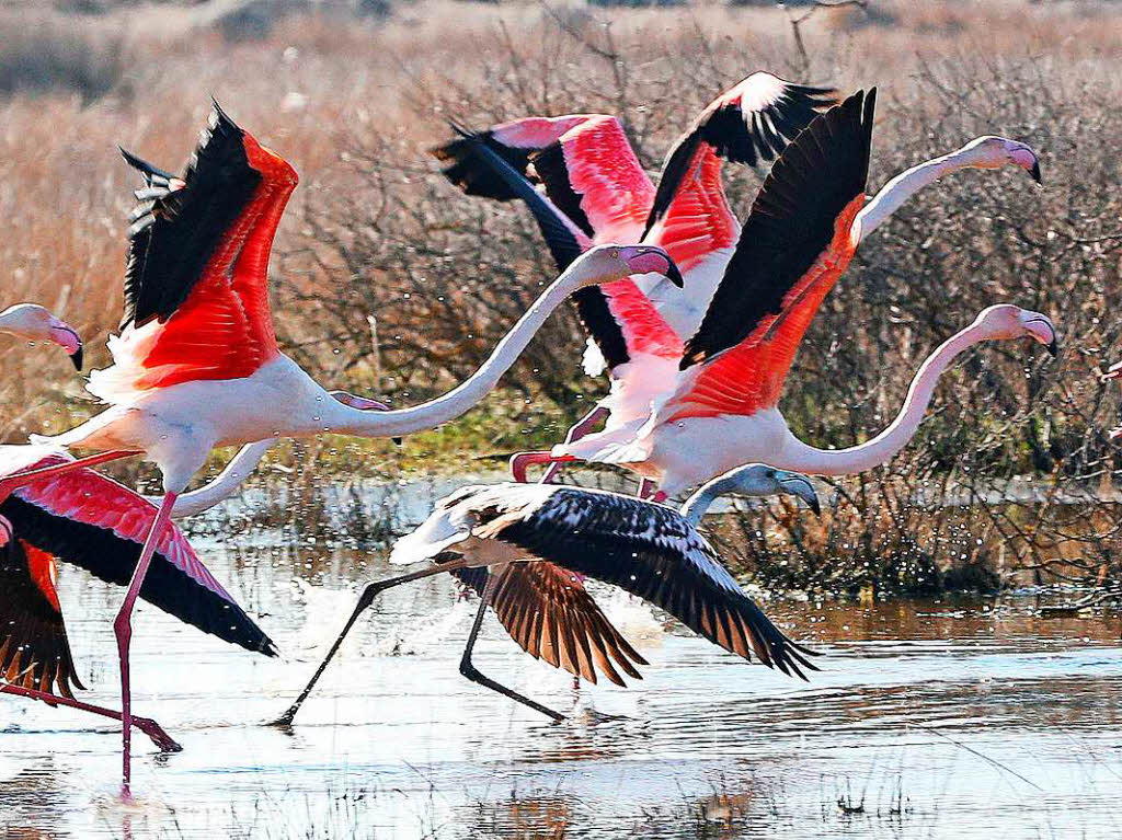 Diese Flamingos starteten ihren Flug in einem Salzsee in Kalloni auf der griechischen Insel Lesbos.