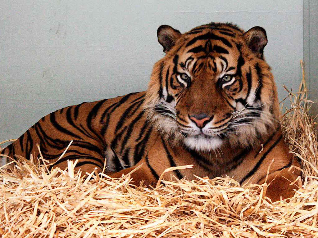 Der sechsjhrige Sumatra-Tiger Vaani lebt seit Ende Januar im Zoo in Frankfurt. 