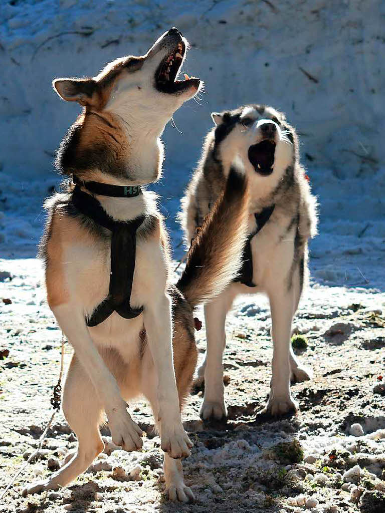 Zwei Schlittenhunde beim Schlittenhunderennen in Benneckenstein in Sachsen-Anhalt