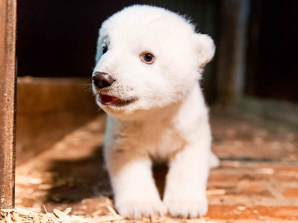 Das ist Fritz, das neue Eisbrenbaby im Berliner Tierpark. Auf den Namen hat sich eine siebenkpfige Jury geeinigt. 