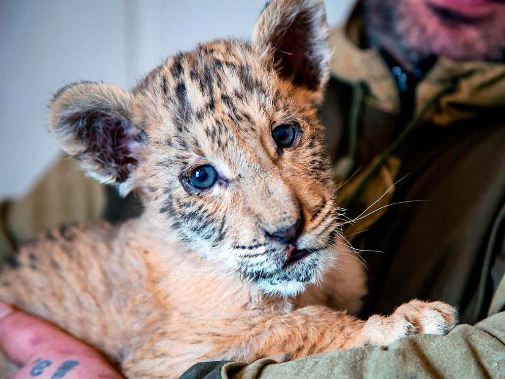 Der zweieinhalb Monate alte Zsar ist ein Liger – eine Kreuzung aus einem Lwen und einer Tigerin. Er lebt in einem Zoo in Kamensk-Schachtinski in Russland.