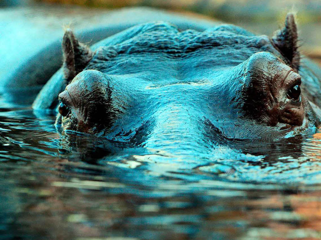 Im Berliner Zoo badet ein Flusspferd gemtlich in seinem Pool.