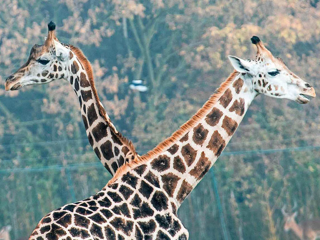 Zwei junge Giraffen im Opel-Zoo  in Kronberg (Hessen)