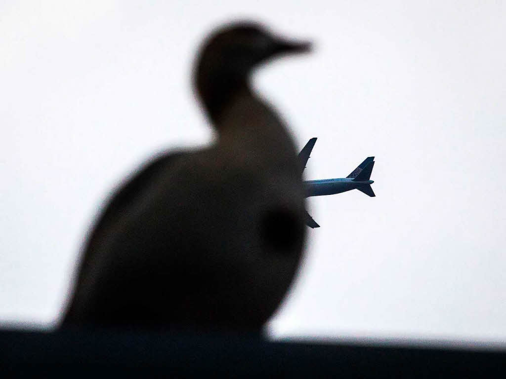 Dieses Passagierflugzeug der United Airlines wurde aus einem – treffenden – Blickwinkel fotografiert, als es gerade hinter einer Nilgans vorbeiflog. Der Schnappschuss stammt auf Frankfurt am Main.