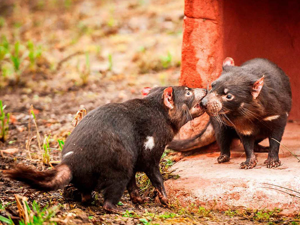 Zwei spielende Tasmanische Teufel im Tierpark Planckendael in Belgien beim Spielen. Sie wurden an dem Tag erstmals der ffentlichkeit gezeigt.