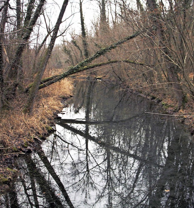 Das Regierungsprsidium will den Rheinwald  regelmig kologisch fluten.   | Foto: Herbert Trogus