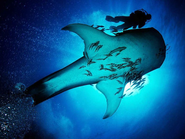 Keine Angst vor groen  Unterwassertieren  | Foto: Uli Kunz