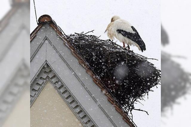 Der frhe Storch muss leider frieren