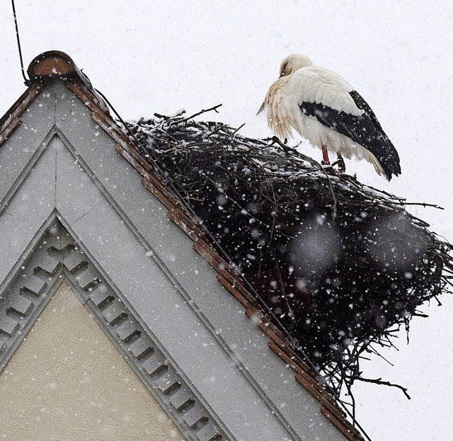 Das hat er sich vor seiner Rckkehr au...k-Mhle bezogen hat,  im Schneetreiben  | Foto: Volker Mnch