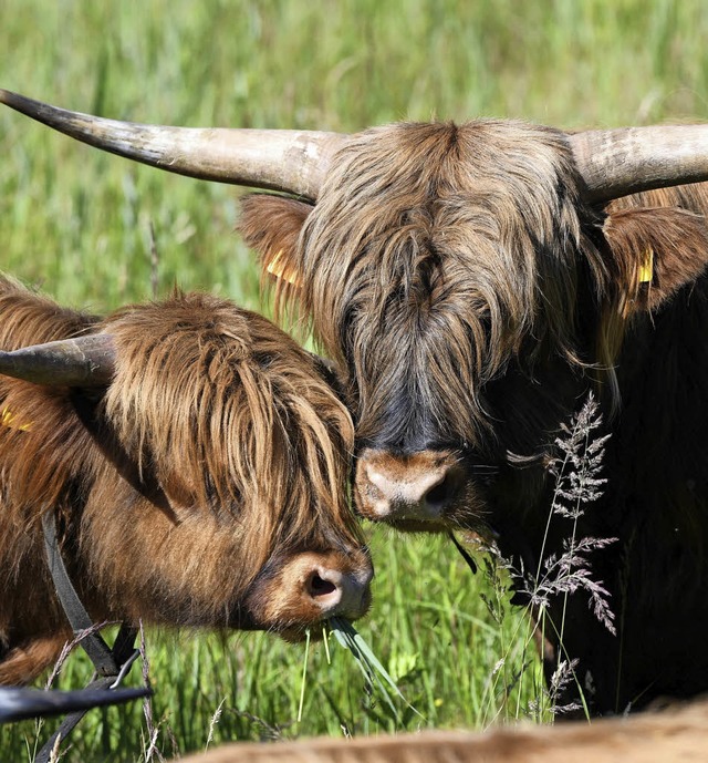 Ein Leser pldiert dafr, auf Highland-Rinder umzusteigen.   | Foto: dpa