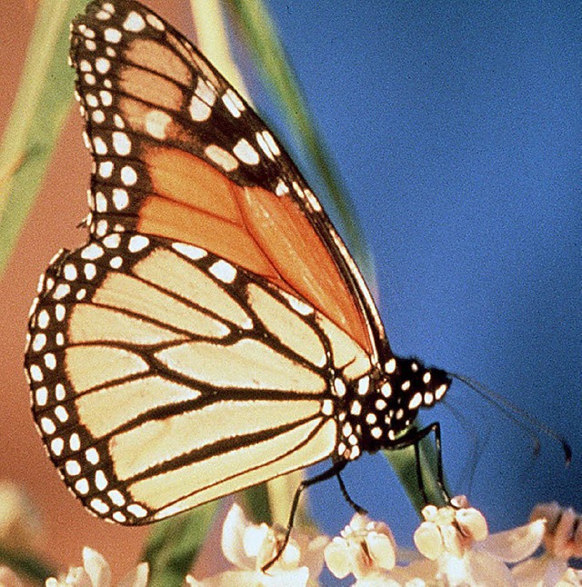 Monarchfalter   | Foto: dpa