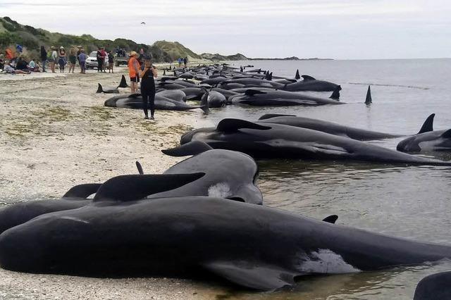 Hunderte Wale verenden an der Kste Neuseelands