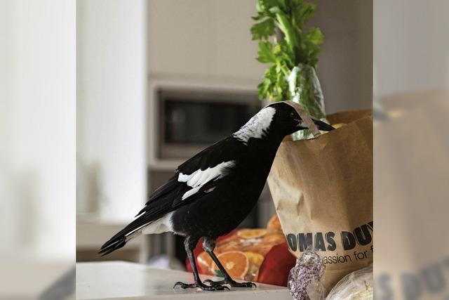 Wie ein kleiner Vogel eine Familie rettete