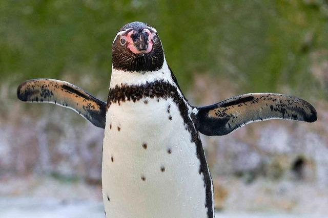 Mini-Pinguin aus Tiergehege in Mannheim gestohlen