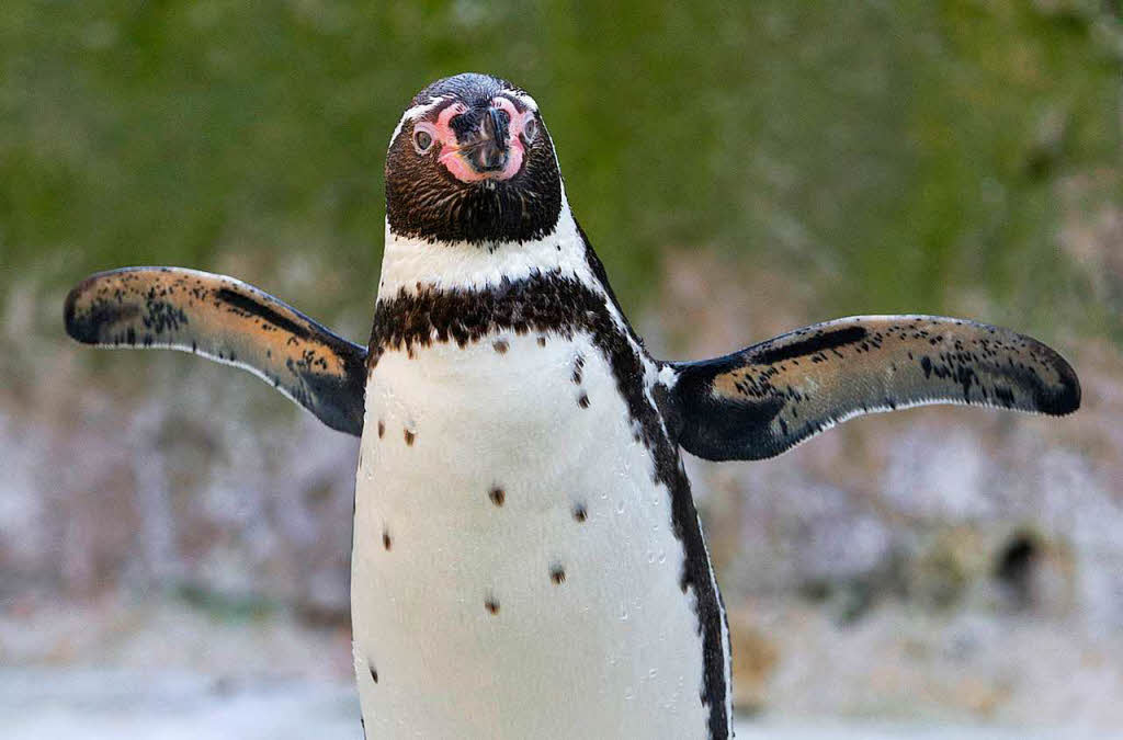 Mini-Pinguin aus Tiergehege in Mannheim gestohlen - Südwest - Badische