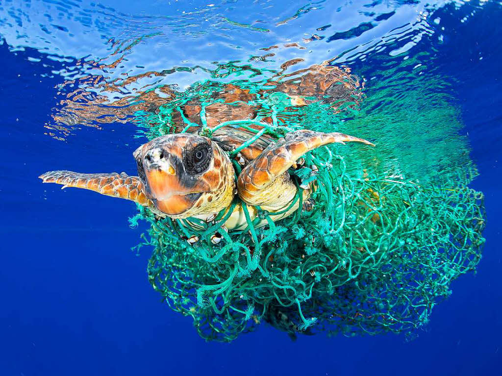 Erster Preis in der Kategorie Natur: Das Bild von Francis Perez zeigt eine Meeresschildkrte, die in einem Fischernetz verfangen ist.
