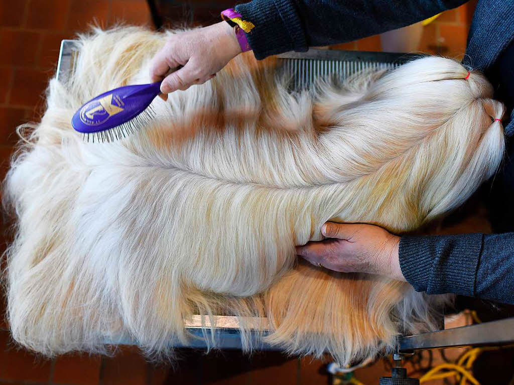Gepflegt und gekämmt oder zottelig und naturbelassen: Wer ist der schönste Hund? Gepflegt und gekämmt oder zottelig und naturbelassen: Wer ist der schönste Hund?