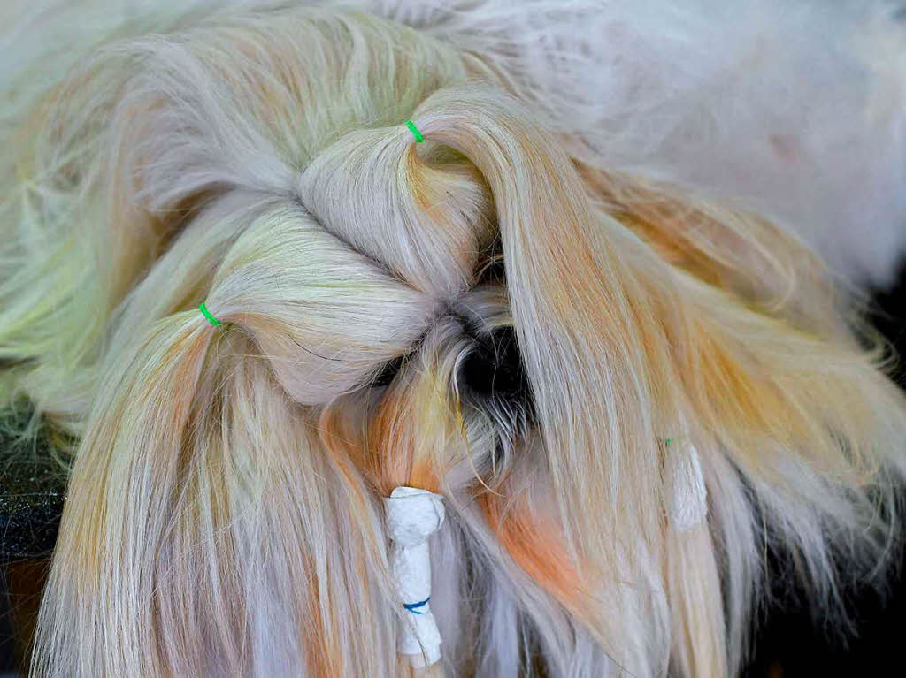 Gepflegt und gekämmt oder zottelig und naturbelassen: Wer ist der schönste Hund? Gepflegt und gekämmt oder zottelig und naturbelassen: Wer ist der schönste Hund?