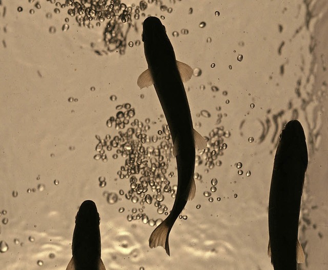 Nicht nur die Forellen gedeihen in der...r des Angelsportvereins Maulburg fest.  | Foto: James C. Liao/Science dpa