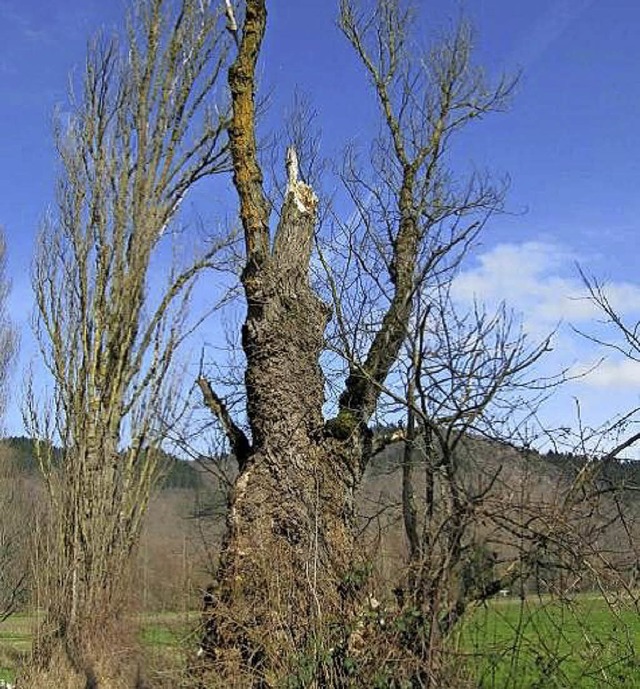 Eine der  Pappeln, die gefllt werden mssen   | Foto: Stadt Staufen