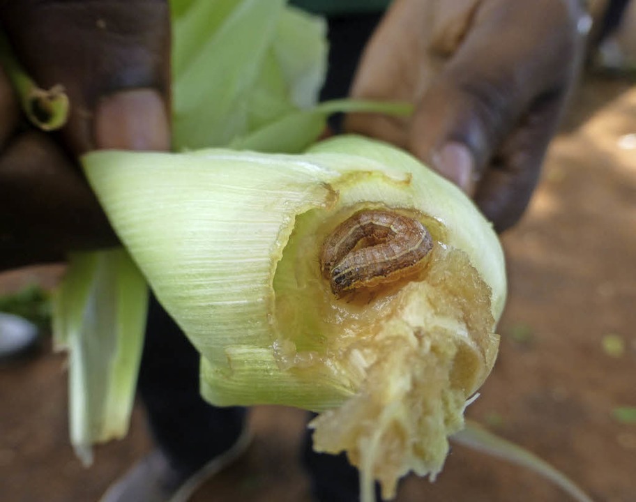 Ein Heerwurm  hat eine Maispflanze befallen.   | Foto: dpa