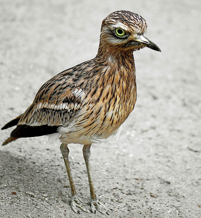 Besonders geschützter Vogel: der Triel  | Foto: Violetta (FOTOLIA.COM)
