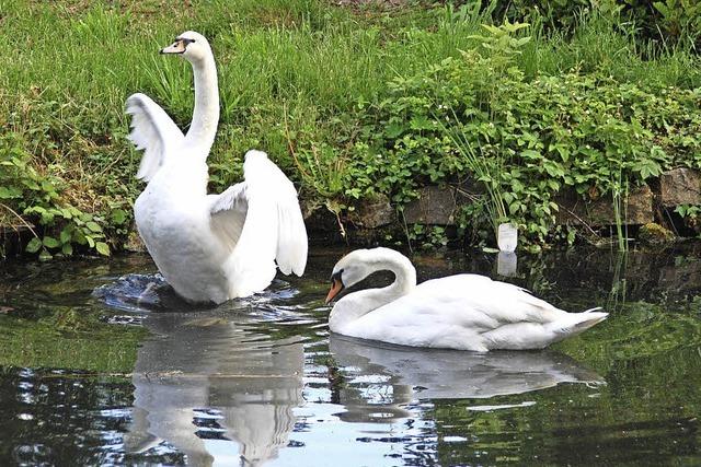 Kein Vogelgrippen-Alarm