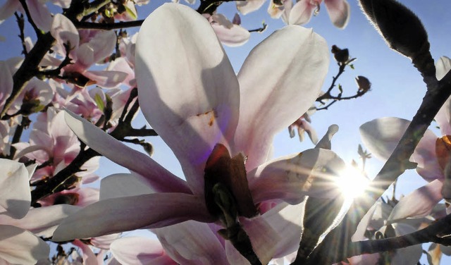 So schn kann eine Magnolie blhen.   | Foto: Dpa