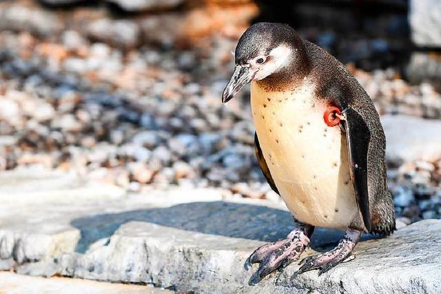Gestohlener Pinguin wurde ohne Kopf gefunden