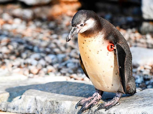 Ein Humboldt-Pinguin im Mannheimer Luisenpark    | Foto: dpa
