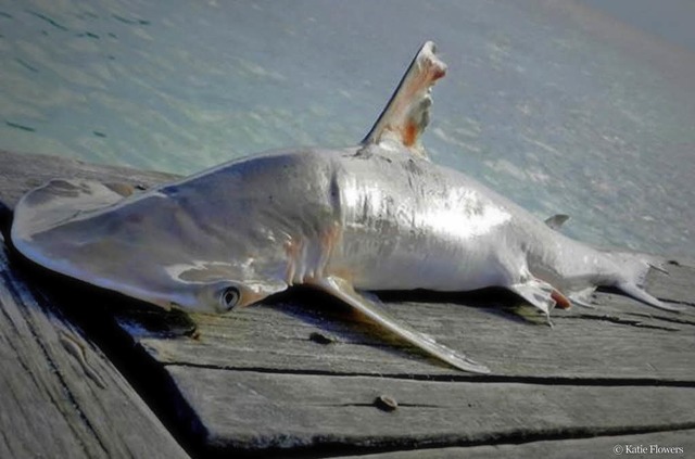 So sieht die noch unbekannte Hai-Art vor Belize aus.   | Foto: dpa
