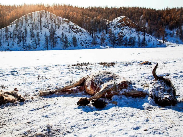 Dem  harten Winter  in der Mongolei fallen viele Tiere zum Opfer.  | Foto: dpa